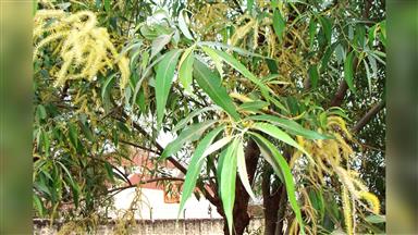 Clematis_terniflora
