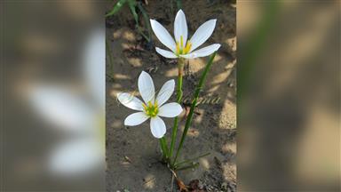 Clematis_terniflora