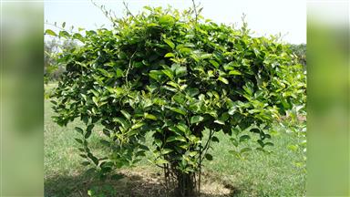 Clematis_terniflora