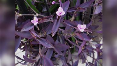 Clematis_terniflora
